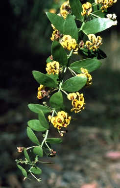 APII jpeg image of Daviesia elliptica  © contact APII