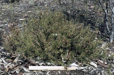 APII jpeg image of Daviesia  genistifolia  © contact APII