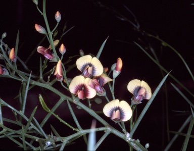 APII jpeg image of Daviesia genistifolia  © contact APII