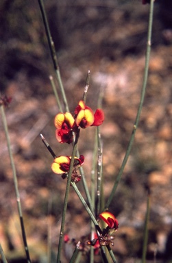 APII jpeg image of Daviesia gracilis  © contact APII
