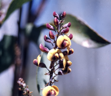 APII jpeg image of Daviesia latifolia  © contact APII