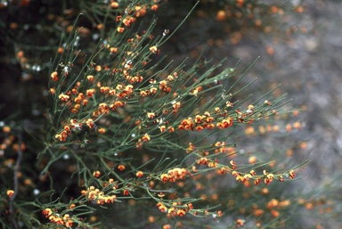 APII jpeg image of Daviesia aphylla x nematophylla  © contact APII