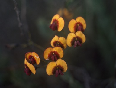 APII jpeg image of Daviesia pedunculata  © contact APII