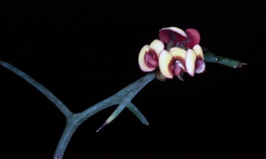 APII jpeg image of Daviesia sarissa subsp. sarissa  © contact APII