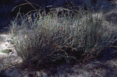 APII jpeg image of Daviesia smithiorum  © contact APII