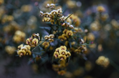 APII jpeg image of Daviesia ulicifolia  © contact APII