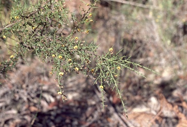 APII jpeg image of Daviesia ulicifolia subsp. ulicifolia  © contact APII