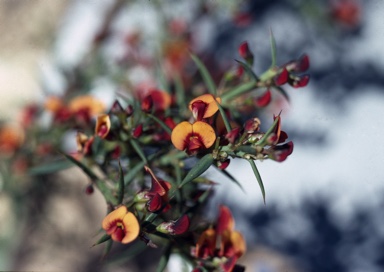 APII jpeg image of Daviesia ulicifolia subsp. ruscifolia  © contact APII