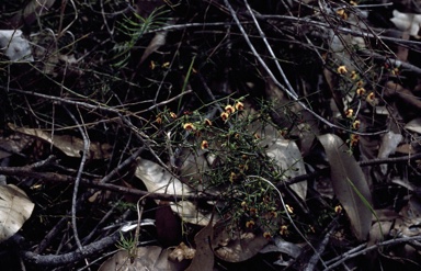 APII jpeg image of Daviesia ulicifolia subsp. stenophylla  © contact APII