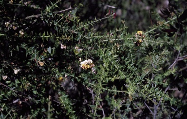 APII jpeg image of Daviesia umbellulata  © contact APII