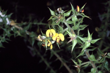 APII jpeg image of Daviesia villifera  © contact APII