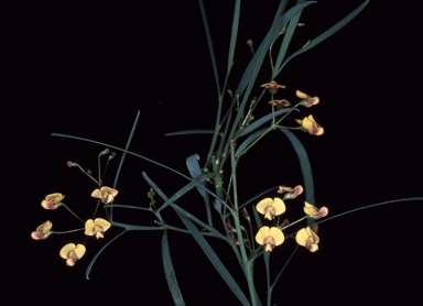APII jpeg image of Daviesia ulicifolia x wyattiana  © contact APII