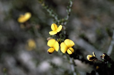 APII jpeg image of Aotus sp. Southern Wheatbelt (C.A.Gardner & W.E.Blackall 1412) WA  © contact APII