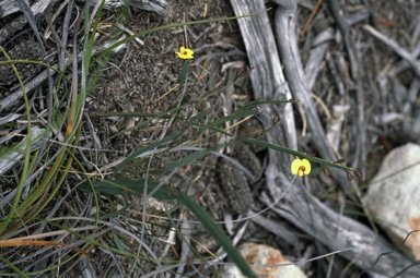 APII jpeg image of Bossiaea ensata  © contact APII