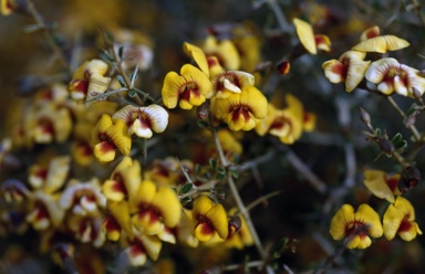 APII jpeg image of Mirbelia sp. Ternata (M.D.Crisp & L.G.Cook MDC 9267)  © contact APII