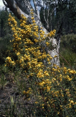 APII jpeg image of Oxylobium arborescens  © contact APII