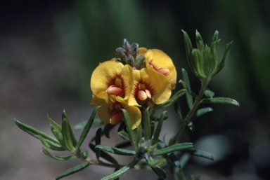 APII jpeg image of Pultenaea brachytropis  © contact APII