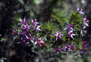 APII jpeg image of Calectasia narragara  © contact APII