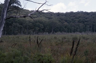 APII jpeg image of Eucalyptus aquatica  © contact APII