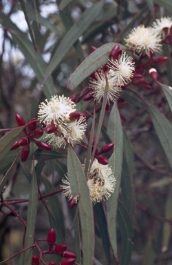 APII jpeg image of Eucalyptus flindersii  © contact APII