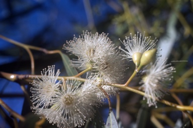 APII jpeg image of Eucalyptus kochii subsp. borealis  © contact APII