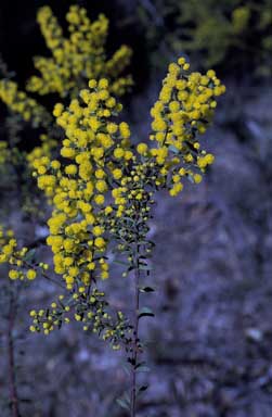 APII jpeg image of Acacia acinacea  © contact APII