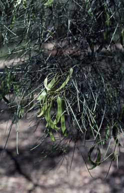 APII jpeg image of Acacia adunca  © contact APII