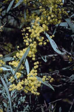 APII jpeg image of Acacia barringtonensis  © contact APII