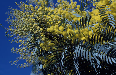 APII jpeg image of Acacia blayana  © contact APII