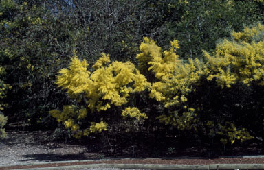 APII jpeg image of Acacia boormanii  © contact APII