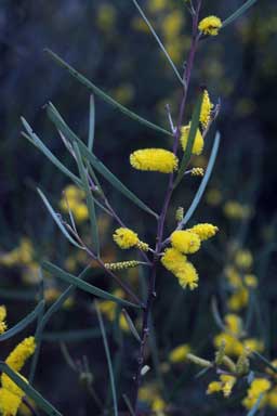 APII jpeg image of Acacia caroleae  © contact APII