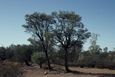 APII jpeg image of Acacia catenulata  © contact APII