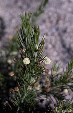 APII jpeg image of Acacia cedroides  © contact APII