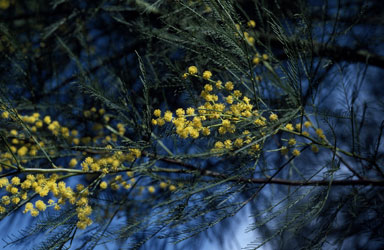APII jpeg image of Acacia dangarensis  © contact APII