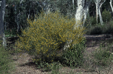 APII jpeg image of Acacia dawsonii  © contact APII