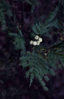 APII jpeg image of Acacia deanei subsp. paucijuga  © contact APII