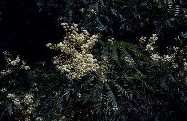 APII jpeg image of Acacia elata  © contact APII