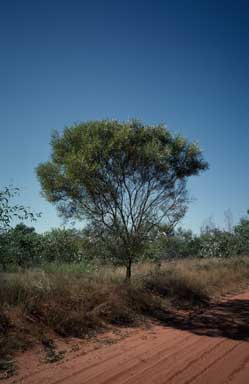 APII jpeg image of Acacia eriopoda  © contact APII