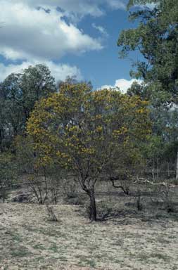 APII jpeg image of Acacia fimbriata  © contact APII