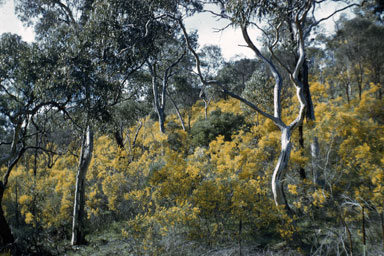 APII jpeg image of Acacia gracifolia  © contact APII