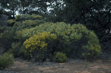 APII jpeg image of Acacia hakeoides  © contact APII