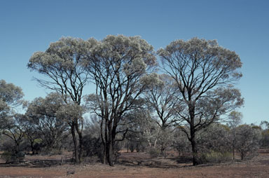 APII jpeg image of Acacia harpophylla  © contact APII