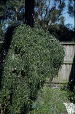 APII jpeg image of Acacia howittii  © contact APII