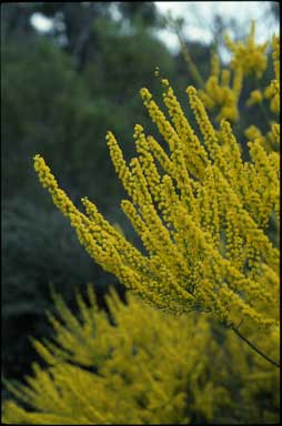 APII jpeg image of Acacia imbricata  © contact APII