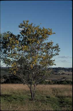 APII jpeg image of Acacia jucunda  © contact APII