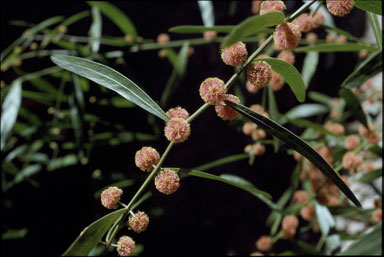 APII jpeg image of Acacia leprosa 'Scarlet Blaze'  © contact APII