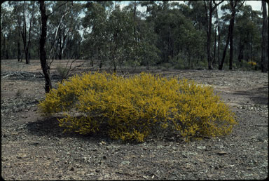 APII jpeg image of Acacia lineata  © contact APII