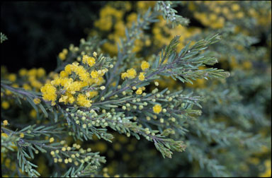 APII jpeg image of Acacia lineata  © contact APII