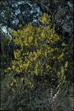 APII jpeg image of Acacia longifolia subsp. longifolia  © contact APII