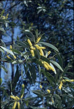 APII jpeg image of Acacia longispicata  © contact APII